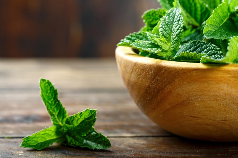 Menthe poivrée